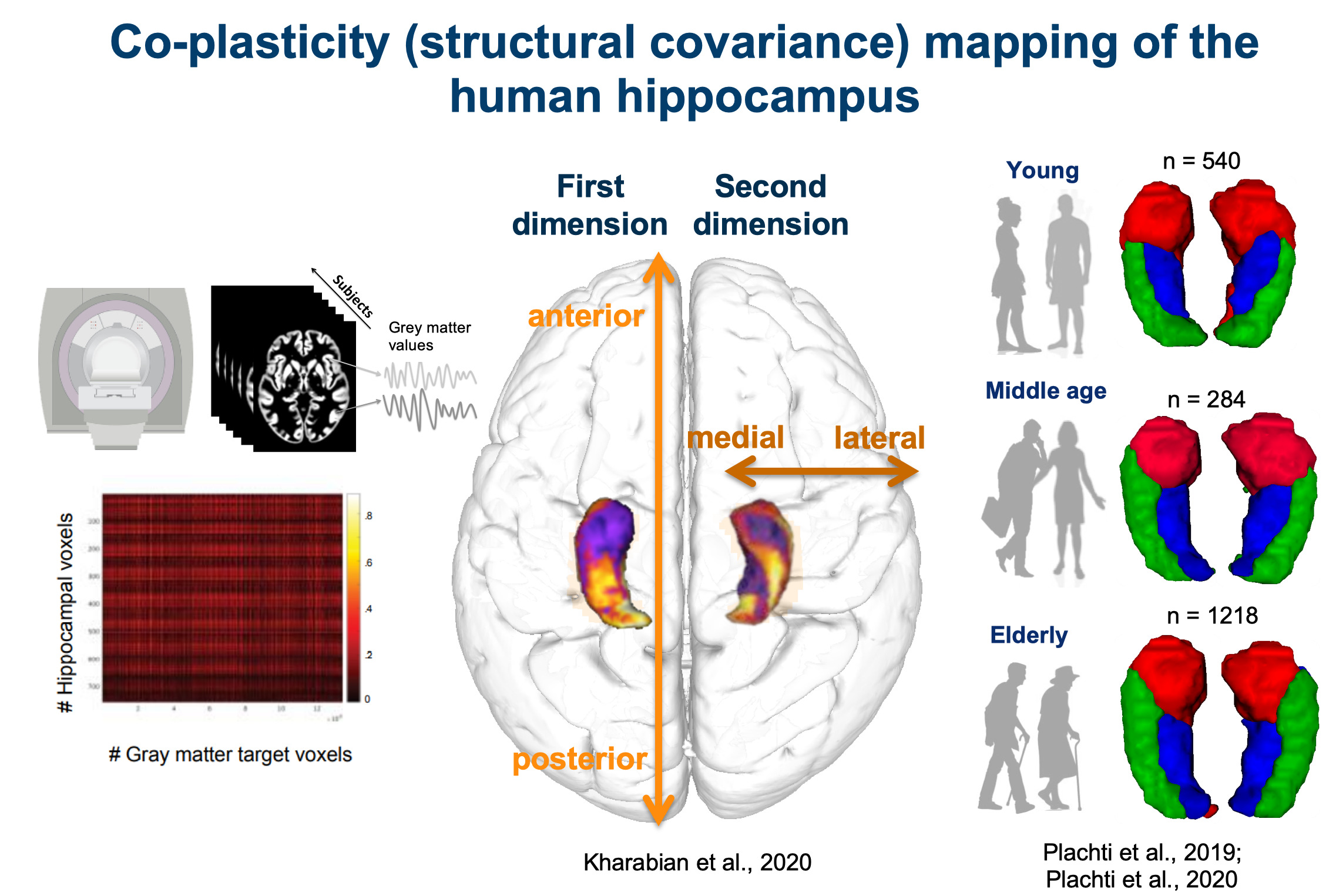 Kartierung von Struktur und Funktion des Hippocampus durch das Cognitive NeuroInformatics Lab