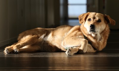 Cookie_01_300x500.jpg
