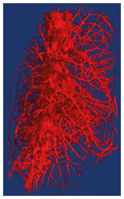 Neutrons-for-Health-Rats