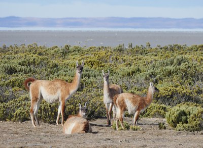 Hexagons, Alpacas and Tomography