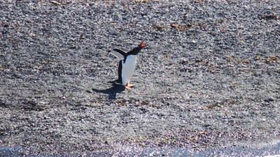 Tracing the footsteps of Darwin to find penguins and sea-lions
