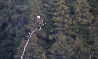 bald_eagle_cropped.jpg