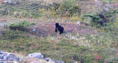 bear_cropped.jpg