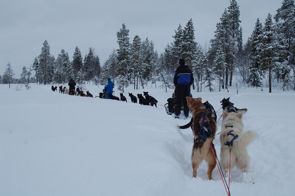 Husky Tour. Picture by Christian Rolf, FZJ.