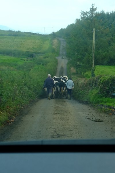 Cows on the street.jpg