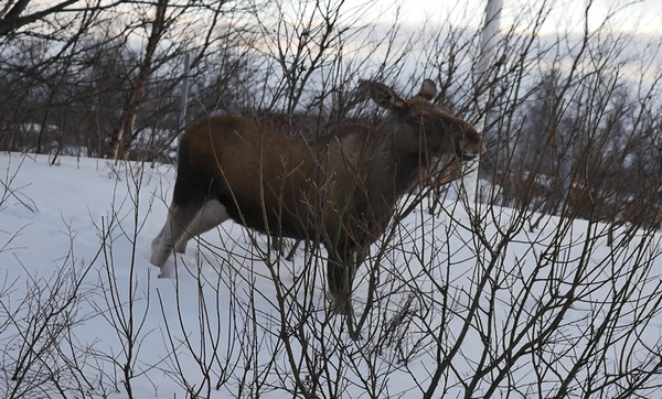 A moose next to the street. picture by Isabell Krisch, FZJ.