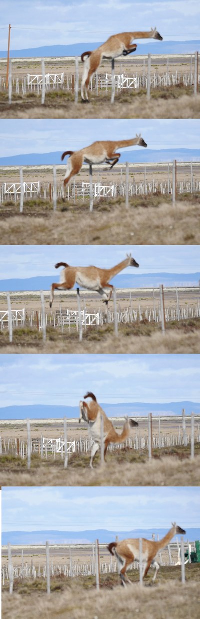 jumping_guanaco.jpg
