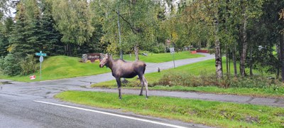 moose.jpg