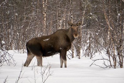 Elk_Nikkaluokta.jpg