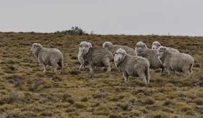 sheep.jpg