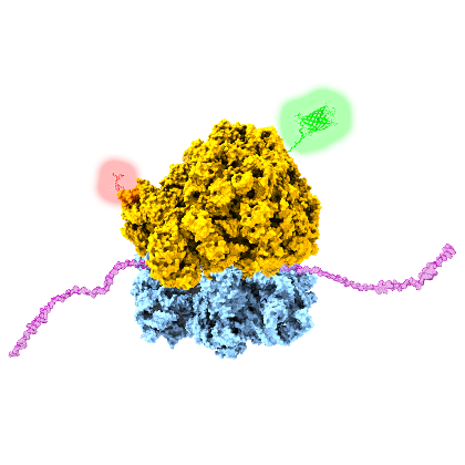 Protein folding and biosynthesis