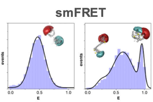 Functional protein dynamics