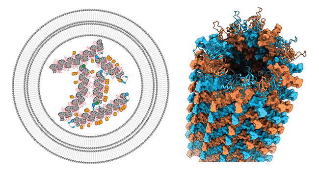 Autophagy