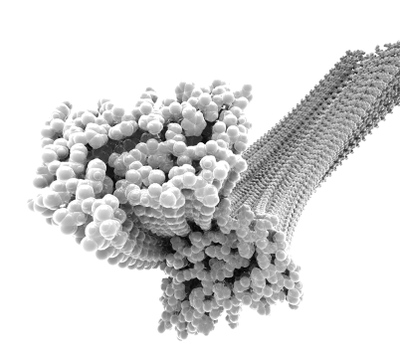 Amyloid Fibril Structures