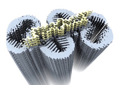 Amyloid Fibril Structures