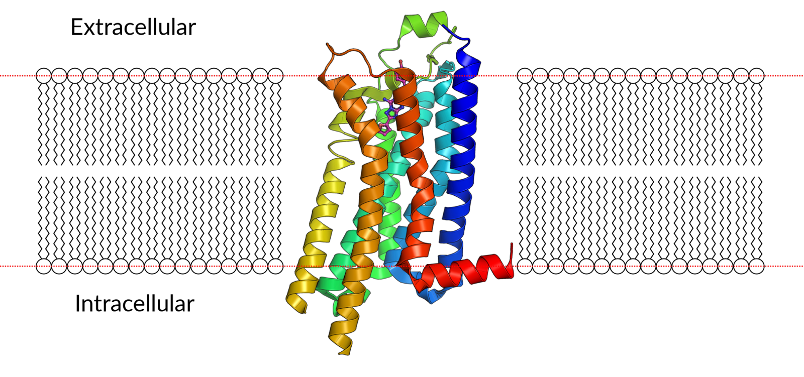 Neurodegeneration and neuropathologies