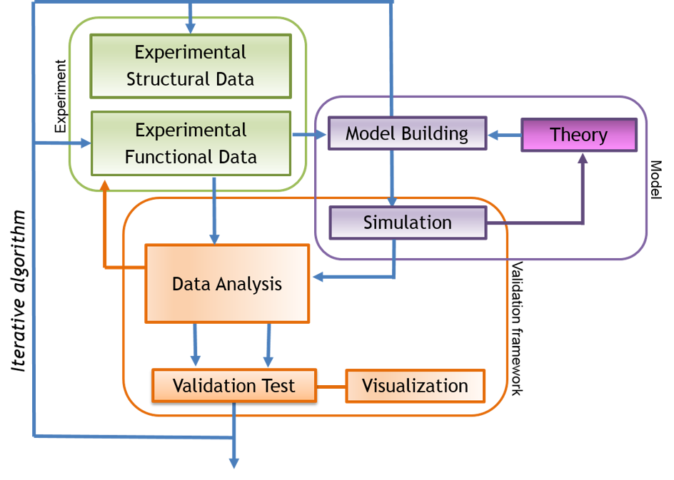 Integrative loops between experiment and model