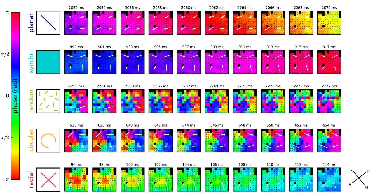 Network interactions in relation to vision and action
