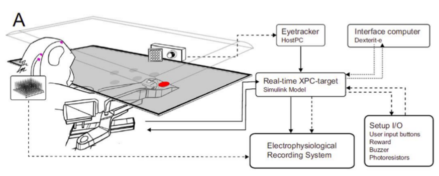 Network interactions in relation to vision and action