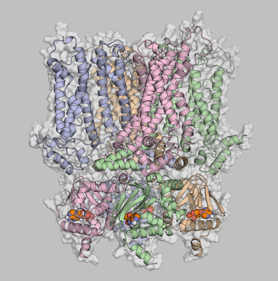 Structural Dynamics of Ion Channels and Transporters