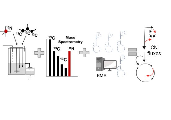 One-shot 13C15N-metabolic flux analysis – new approach published in Molecular Systems Biology
