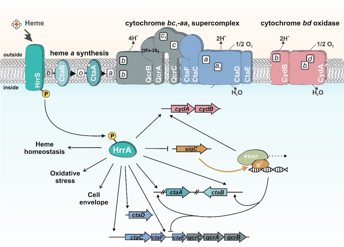 Gene regulatory networks