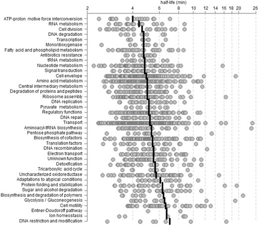Graphic mRNA decay analysis