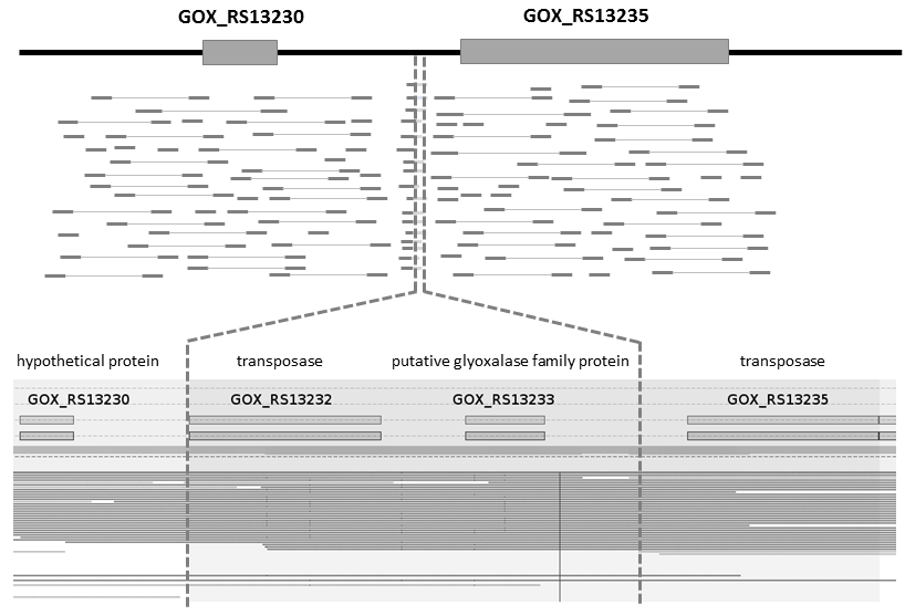 Schema of read mapping