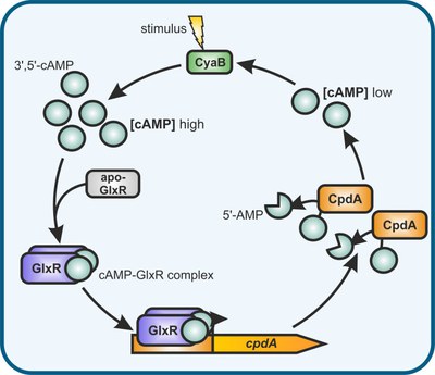 Picture of Corynebacterium glutamicum - systemic understanding of an industrial workhorse