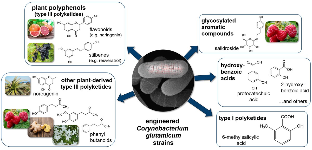 Graphic engineered c glutamicum strains
