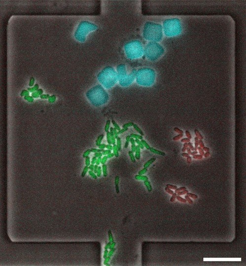 Microfluidic co-cultivation of C. glutamicum WT (red) with E. coli WT (green) together with microgels (blue) at 30 °C in CGXII medium. Scale bar represents 10 μm.
