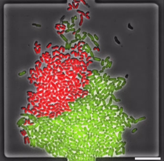Microfluidic co-cultivation of C. glutamicum WT (red) with E. coli WT (green) at 30 °C in CGXII medium. Scale bar represents 10 μm.