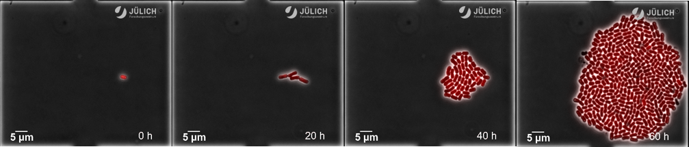 MibiNet - In vitro evolution of a synthetic organelle inside a picolitre habitat (A07)