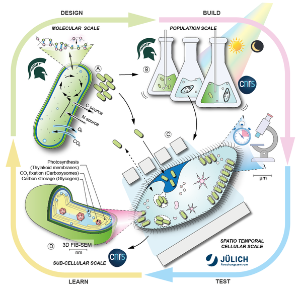 1+1=1: Bioengineering synthetic symbiosis to illuminate how a microalga becomes an endosymbiont (HFSP 2025-2028)