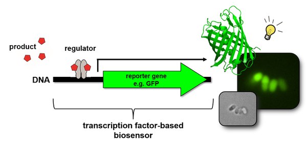 Biosensors