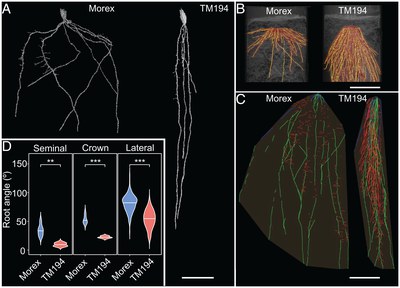 Publication: Root angle is controlled by EGT1