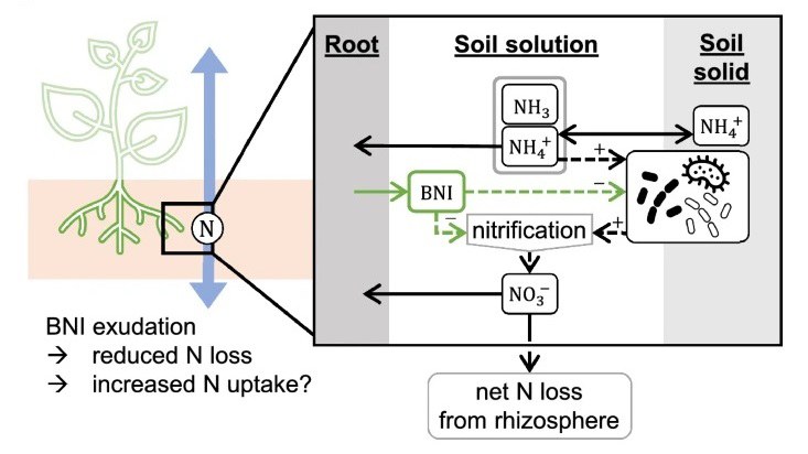 Benefits and limits of biological nitrification inhibitors for plant nitrogen uptake and the environment