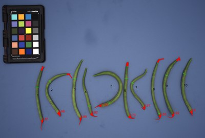 Innovative technology for measuring the quality of common beans