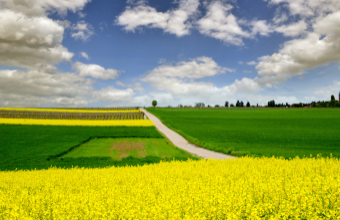 BioökonomieREVIER:Innovative Agriculture Cluster Receives Further Funding