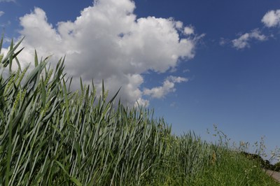 Pflanzenkohle als Klimaretter?