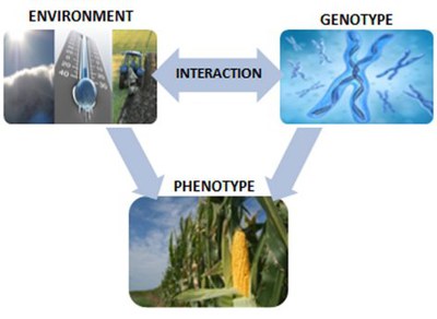 Plant Phenotyping