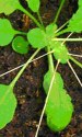 growmap-leaf.normal.jpeg