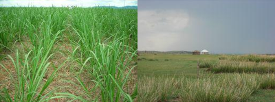 Plant-Soil-Atmosphere Exchange Processes