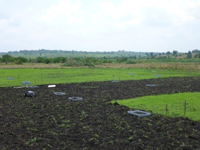 Wetlands in East Africa: Reconciling future food production with environmental protection