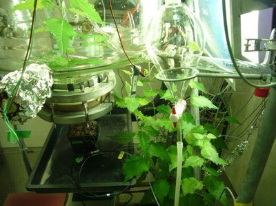Real-time quantification of oxygen isotope exchange between carbon dioxide and leaf/soil water with laser-based spectroscopy