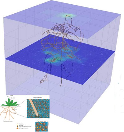 Soil-, root systems and rhizosphere processes