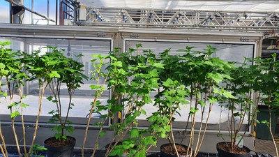 Blackcurrant genome published