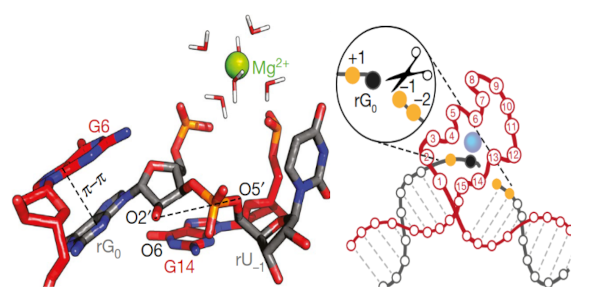 Next-generation biocatalysts: DNAzymes