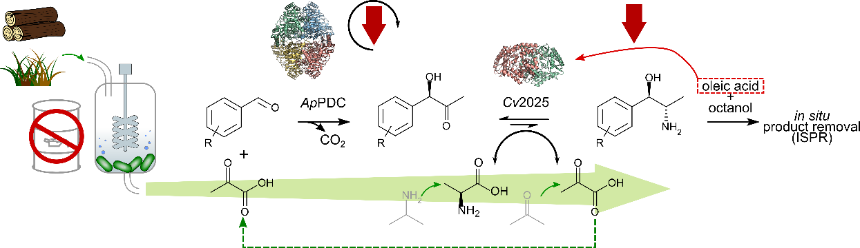 MetaProcess: Enzymatic production of amino alcohols such as metaraminol as a blueprint for sustainable chemical synthesis