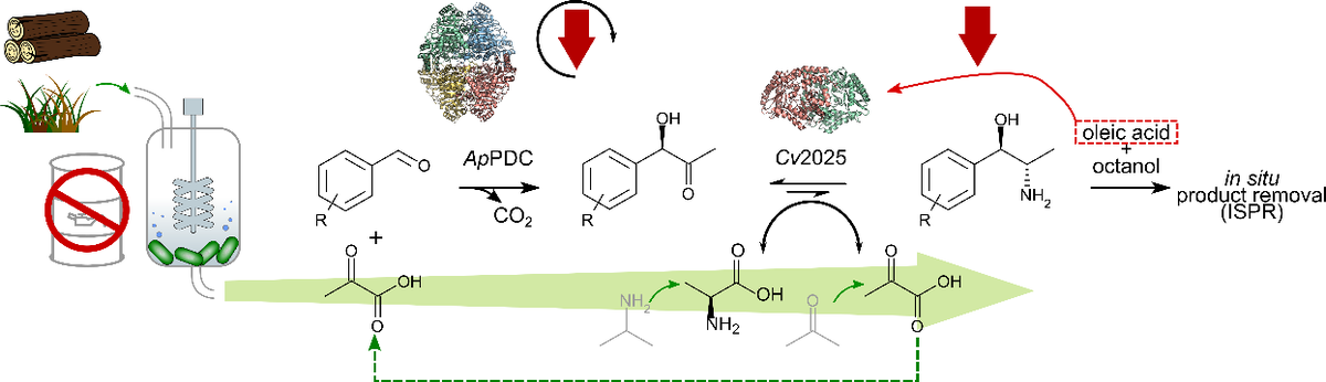 MetaProcess: Enzymatic production of amino alcohols such as metaraminol as a blueprint for sustainable chemical synthesis